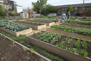 Urban farming dan tanaman hias